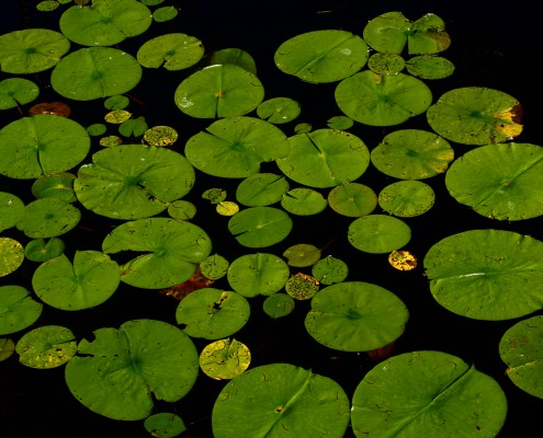 nénuphar sur un lac du canton de Fribourg