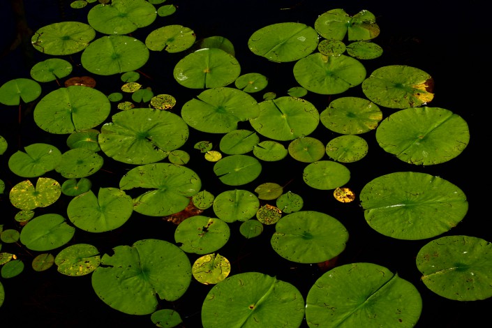 nature-rando nénuphar sur un lac du canton de Fribourg
