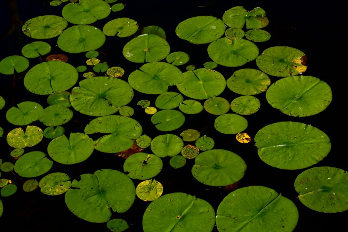 nénuphar sur un lac du canton de Fribourg