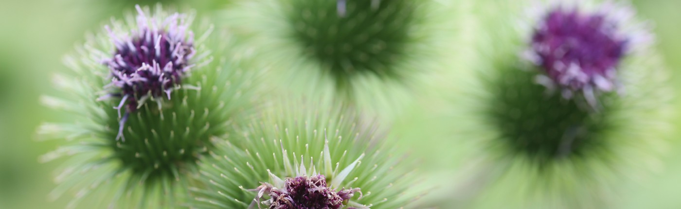 randonnée botanique plantes
