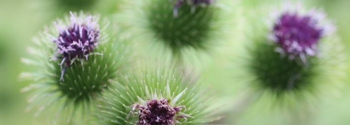 randonnée botanique plantes