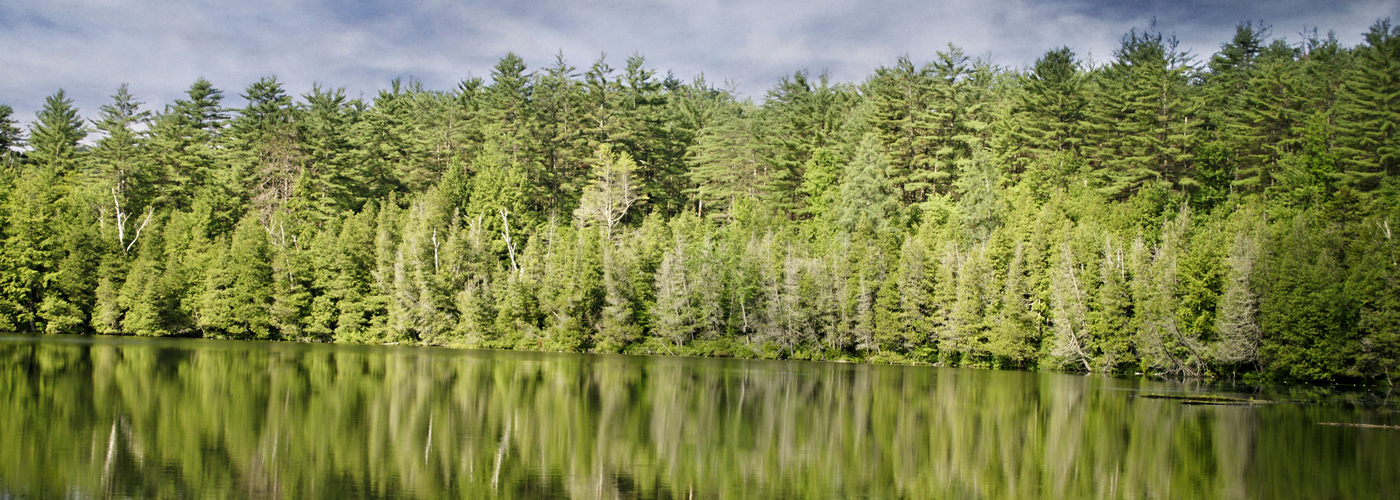 forêt de conifères