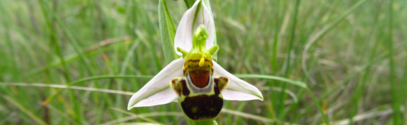 orchidée abeille