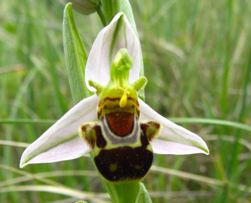 orchidée abeille