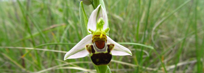 orchidée abeille