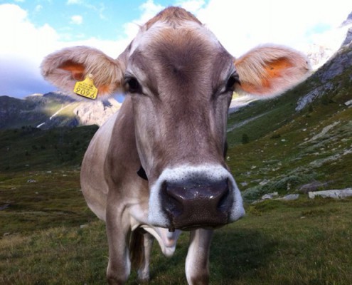 vache alpage