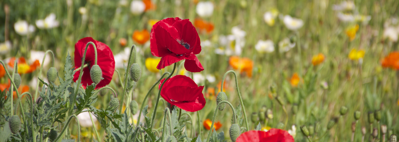 coquelicots