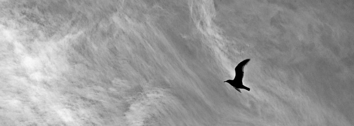 vol-oiseau un saut en parapente, c'est être comme un oiseau