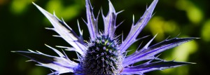 eryngium