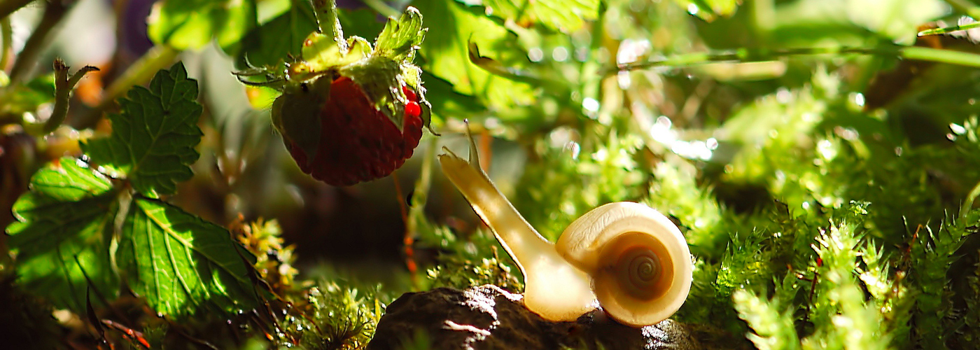 slow-down lors d'une rando