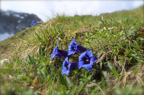 gentiana-vanil-noir-reserve-rando
