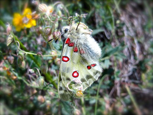 papillon-apollon-zermatt-rando