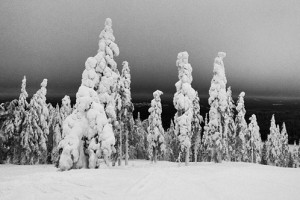 taiga-laponie-trek