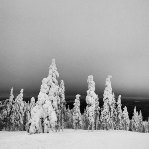 Taiga et trop de neige pour les sapins!