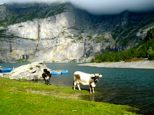 vaches-oeschinensee-rando